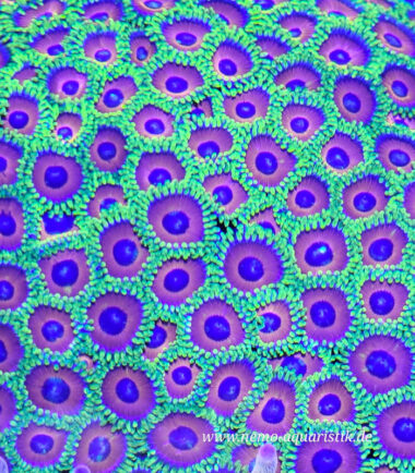 Zoanthus Palythoa Eagle Eye 2