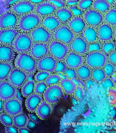 Zoanthus Palythoa Radioactive Dragon Eye 2