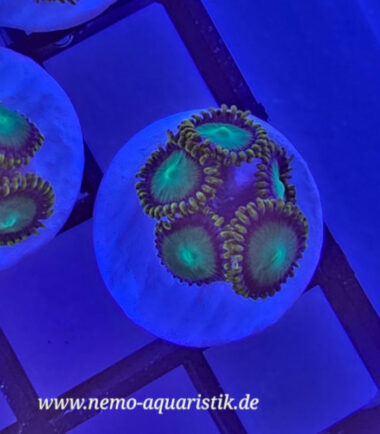 Zoanthus Palythoa Radioactive Dragon Eye 1