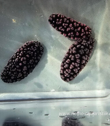 Phyllidiella hageni Warzenschnecke lila 1