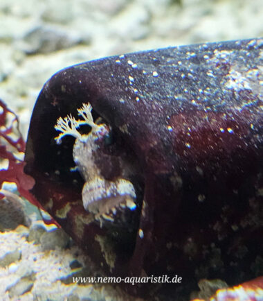 Salarias ramosus Sternen-Schleimfisch 5