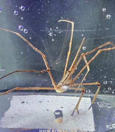 Stenorhynchus seticornis Karibische-Pfeil-Gespensterkrabbe 4