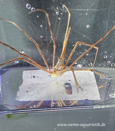 Stenorhynchus seticornis Karibische-Pfeil-Gespensterkrabbe 3