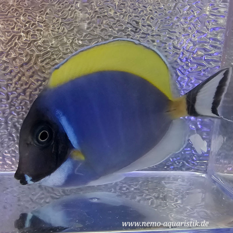 Acanthurus leucosternon Weißkehldoktor Acanthurus leucosternon Weißkehldoktor 1