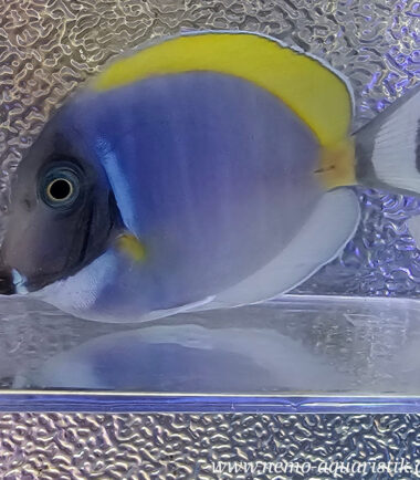 Acanthurus leucosternon Weißkehldoktor1 Acanthurus leucosternon Weißkehldoktor 4