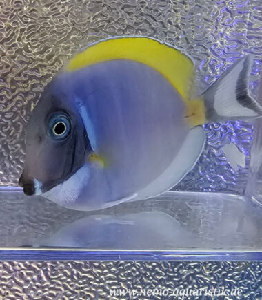 Acanthurus leucosternon Weißkehldoktor2 Acanthurus leucosternon Weißkehldoktor 3