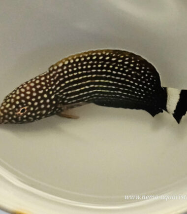 Anampses lineatus Linien-Lippfisch