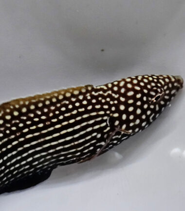 Anampses lineatus Linien-Lippfisch 3