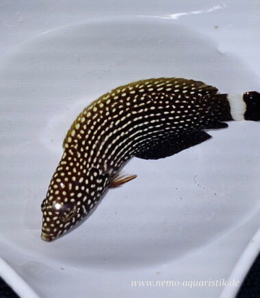 Linien-Lippfisch