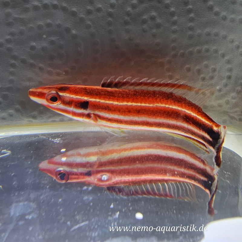 Bodianus opercularis Rotstreifen-Schweinslippfisch 1 Rarität