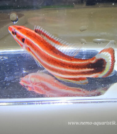 Bodianus opercularis Rotstreifen-Schweinslippfisch 2 Bodianus opercularis Rotstreifen-Schweinslippfisch