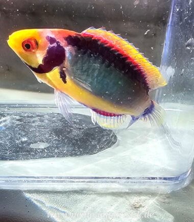 Cirrhilabrus solorensis Rotaugen-Zwerglippfisch1 Cirrhilabrus solorensis Rotaugen-Zwerglippfisch 4