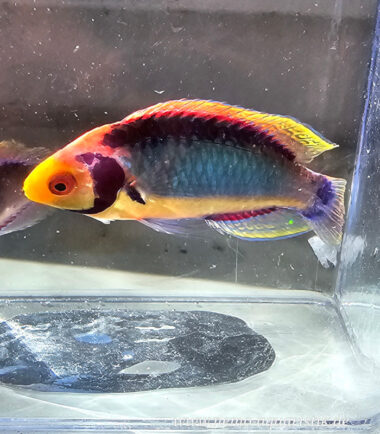 Cirrhilabrus solorensis Rotaugen-Zwerglippfisch