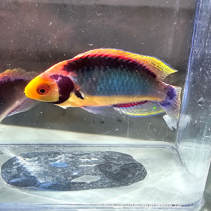 Cirrhilabrus solorensis Rotaugen-Zwerglippfisch2 Cirrhilabrus solorensis Rotaugen-Zwerglippfisch 1