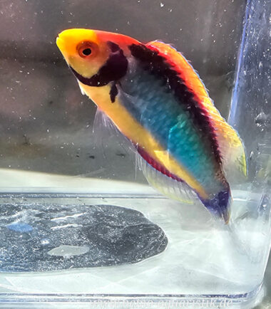 Cirrhilabrus solorensis Rotaugen-Zwerglippfisch3 Cirrhilabrus solorensis Rotaugen-Zwerglippfisch 3
