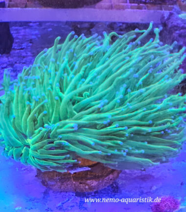 Euphyllia glabrescens Toxic Green Garden