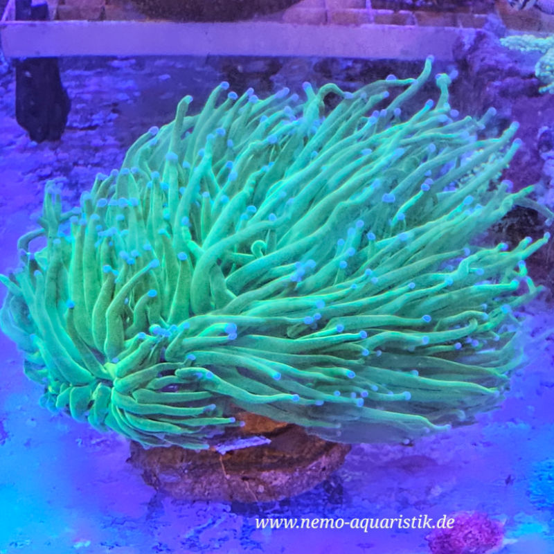 Euphyllia glabrescens Toxic Green Garden Euphyllia glabrescens Toxic Green Garden 1
