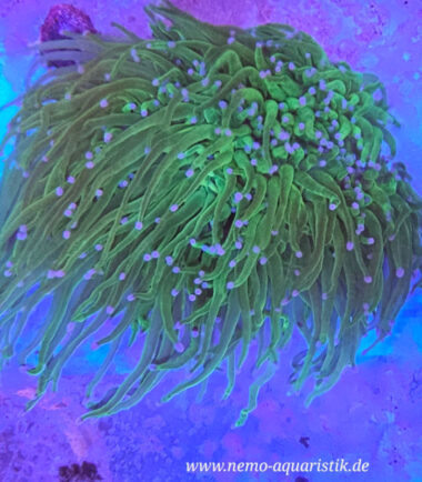 Euphyllia glabrescens Toxic Green Garden1 Euphyllia glabrescens Toxic Green Garden 5