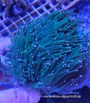 Euphyllia glabrescens Toxic Green Garden2 Euphyllia glabrescens Toxic Green Garden 4