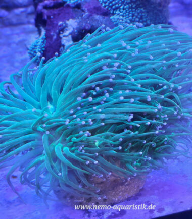 Euphyllia glabrescens Toxic Green Garden3 Euphyllia glabrescens Toxic Green Garden 3