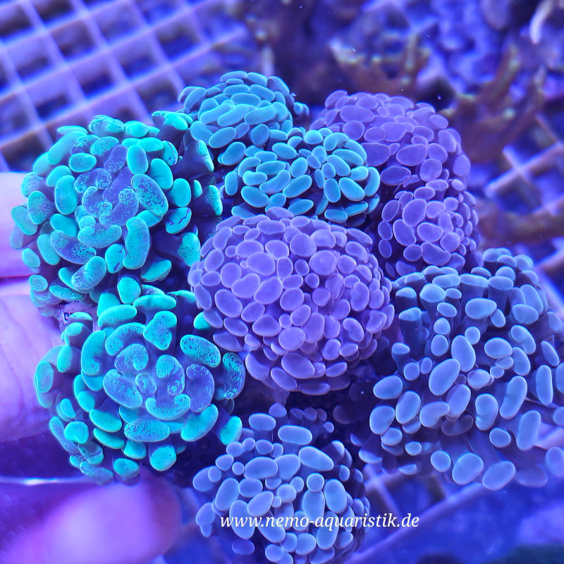 Euphyllia paraancora Mix Garden (1) Mix Garden RAR