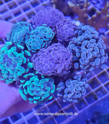 Euphyllia paraancora Mix Garden (2) Mix Garden Rar