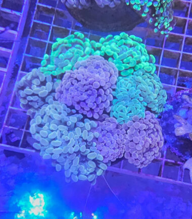 Euphyllia paraancora Mix Garden (3) Euphyllia paraancora Mix Garden 1