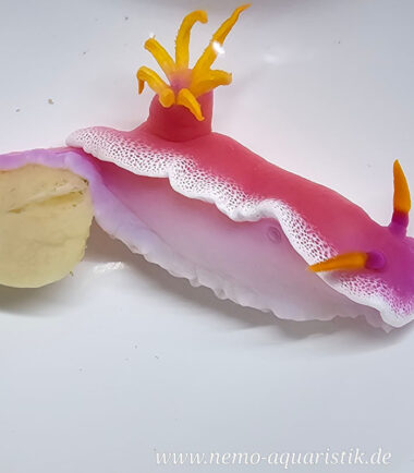 Meeresaquaristik 11 frisst Schwämme