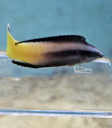 Putzerlippfisch Bicolor