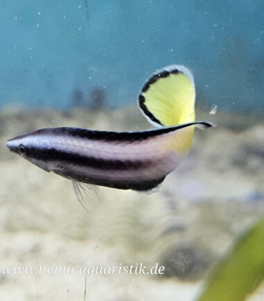 Labroides bicolor Zweifarben Putzerlippfisch bei Nemo-Aquaristik kaufen
