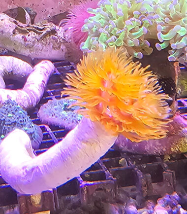 Protula bispiralis - Pracht Kalkröhrenwurm orange