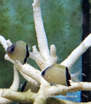 Trauerband Chromis
