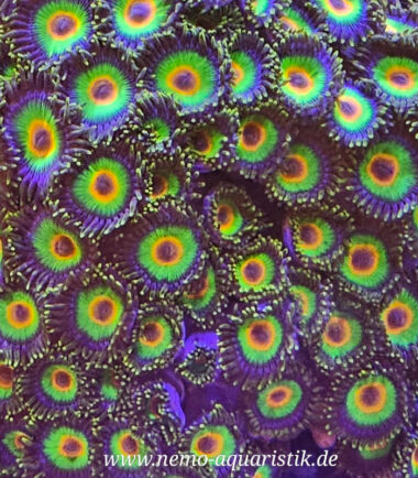 Zoa Rasta bei Nemo-Aquaristik kaufen