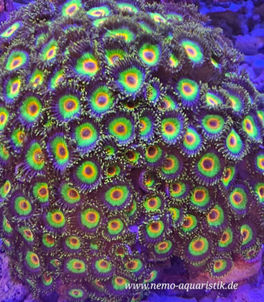 Zoa Rasta bei Nemo-Aquaristik kaufen