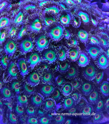 Zoanthus Palythoa Rasta 2