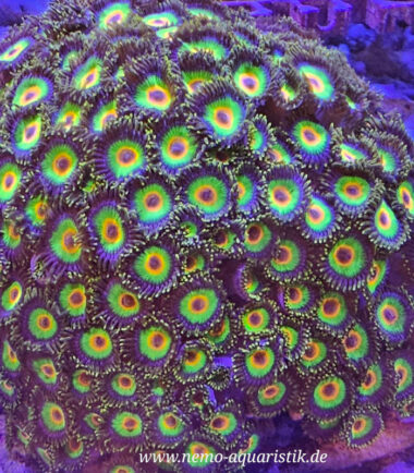 Zoanthus Palythoa Rasta 1