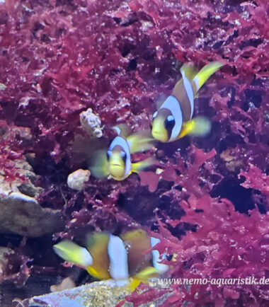 Amphiprion clarkii pearl eye Nachzucht 2