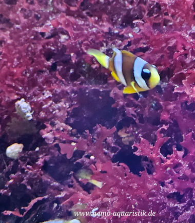 Amphiprion clarkii pearl eye Nachzucht 1