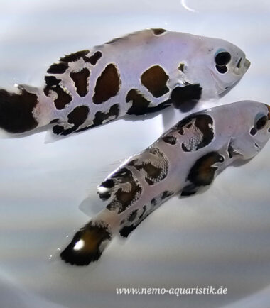 Amphiprion ocellaris - Black Premium Storm Amphiprion ocellaris - Black Premium Storm 3