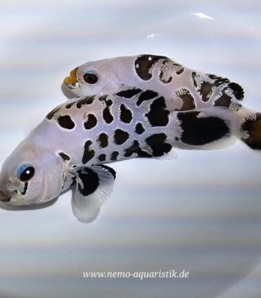 Amphiprion ocellaris - Black Premium Storm 1 Rarität