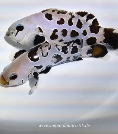 Rarität