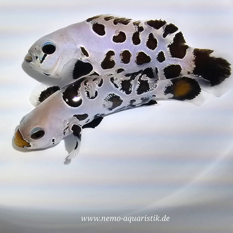 Amphiprion ocellaris - Black Premium Storm 3 Rarität