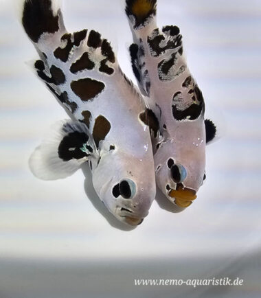 Amphiprion ocellaris - Black Premium Storm 4 Amphiprion ocellaris - Black Premium Storm 1