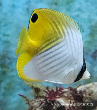 Chaetodon auriga Fähnchen - Falterfisch