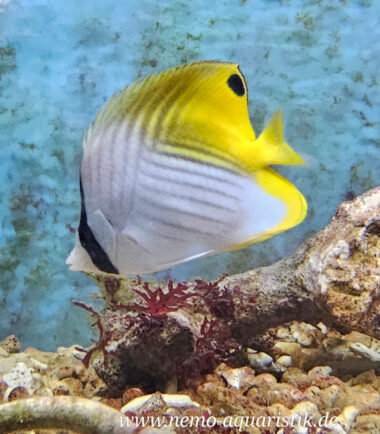 Chaetodon auriga Fähnchen - Falterfisch 1