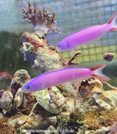 Hoplolatilus purpureus Purpur-Torpedobarsch 1 Rarität