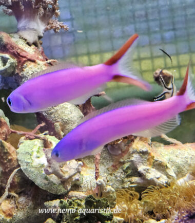 Hoplolatilus purpureus Purpur-Torpedobarsch 2 Hoplolatilus purpureus Purpur-Torpedobarsch 1