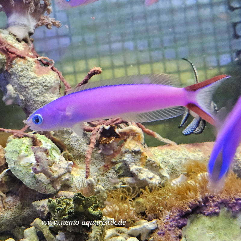 Hoplolatilus purpureus Purpur-Torpedobarsch Rarität