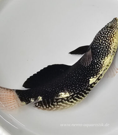 Macropharyngodon negrosensis Leoparden-Junker
