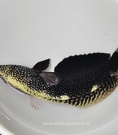 Macropharyngodon negrosensis Leoparden-Junker